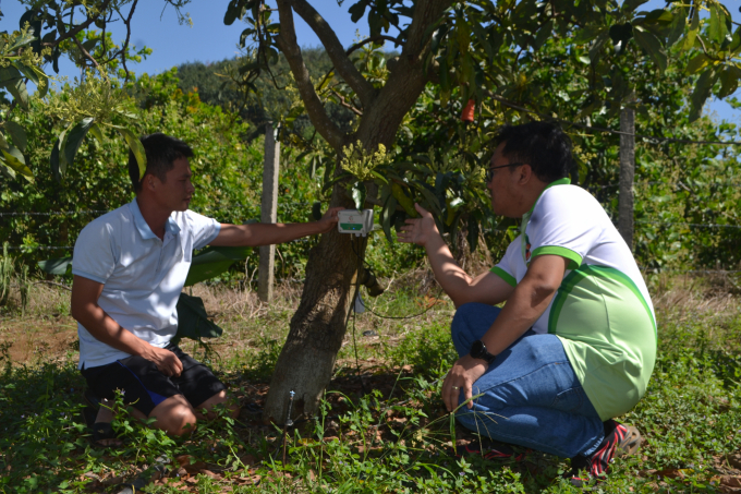 IoT sensor system is installed at each avocado tree. Photo: Tran Trung.