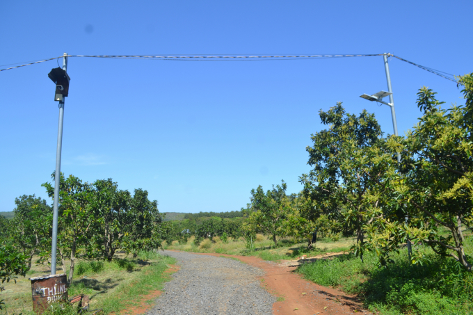 Thien Nong avocado farm is planned as beautifully as a picture with a wide-open system comprised of roads and solar panels. Photo: Tran Trung.