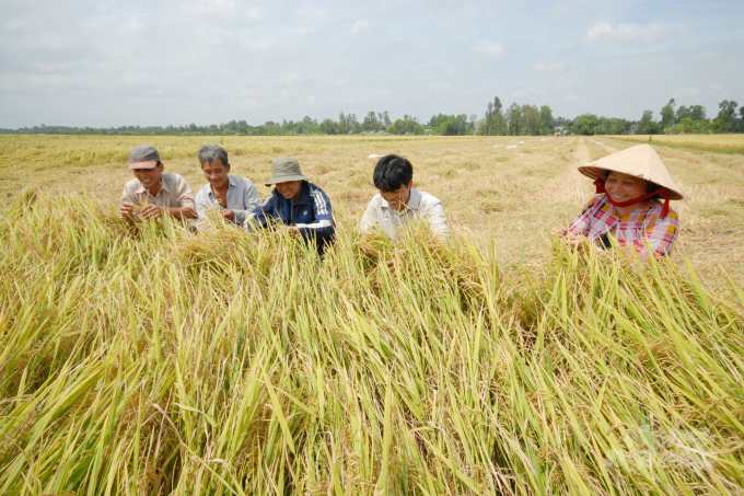 Sẽ xây dựng vùng nguyên liệu lúa gạo đạt chuẩn 50.000 ha ở vùng Tứ giác Long Xuyên. Ảnh: Ngọc Trinh.