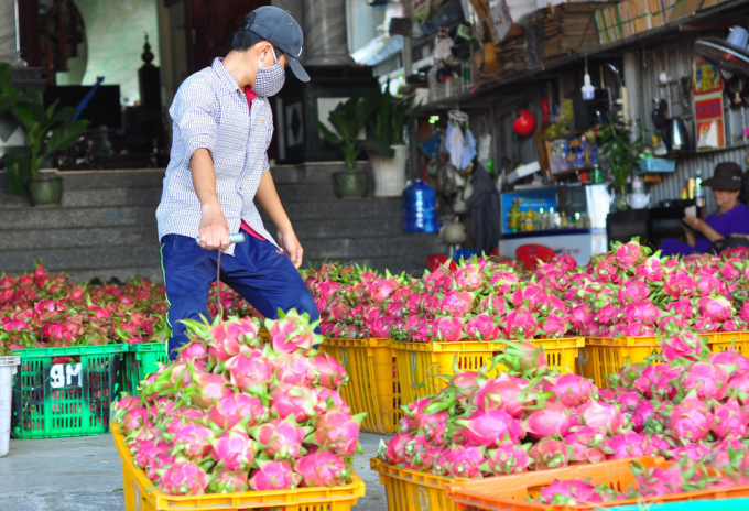 Binh Thuan dragon fruit farming is paying a heavy price for depending too much on China’s dragon fruit import. Photo: M.H.