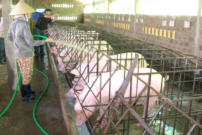 Huyện Hoài Ân (Bình Định) hiện có 32 trang trại chăn nuôi heo quy mô lớn, trong đó có 5 trang trại chăn nuôi công nghệ cao và hơn 1.960 trang trại quy mô vừa và nhỏ. Ảnh: Đình Thung.
