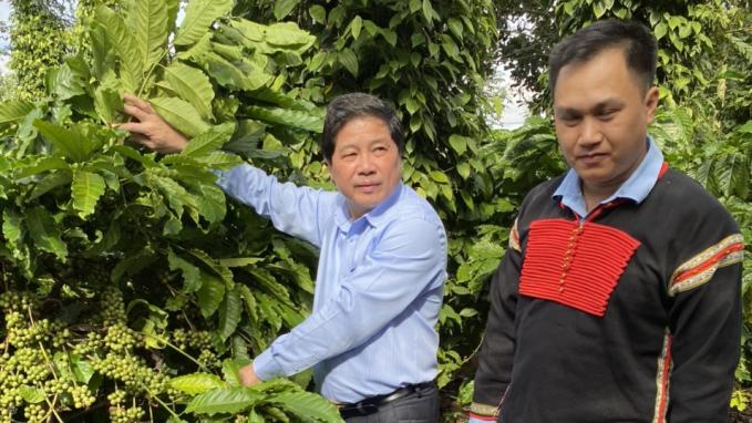 Thứ trưởng Lê Quốc Doanh (trái) thăm một vườn cà phê trong vùng triển khai Dự án VnSAT tại Đắk Lắk. Ảnh: Bá Thắng.