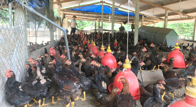 Một góc trang trại nuôi gà của ông Mai Văn Rỏ ở thôn Tân Thịnh, xã Ân Tường Tây (huyện Hoài Ân, Bình Định) có quy mô trên 60.000-70.000 con/năm. Ảnh: Đình Thung.