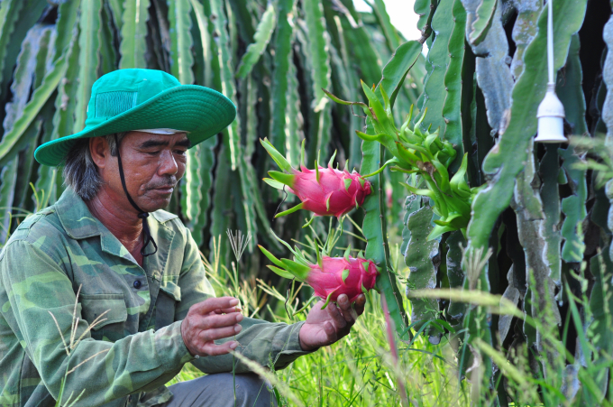 Ho Huy Cuong said that, instead of destroying dragon fruit, it is necessary to reorganise production to meet the diverse requirements of import markets. Photo: M.H.