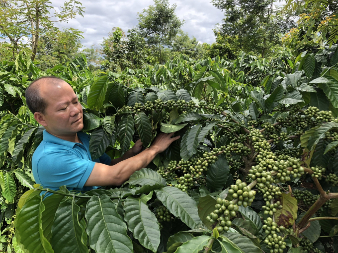 Dự án VnSAT đã thực sự thay đổi sản xuất cà phê ở các tỉnh Tây Nguyên. Ảnh: Tùng Đinh.