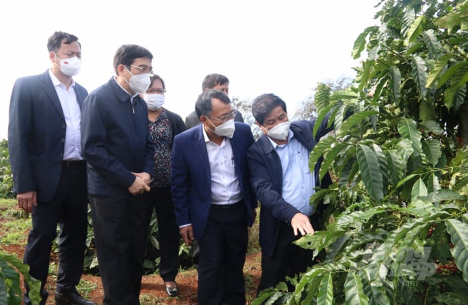 Thứ trưởng Bộ NN-PTNT Lê Quốc Doanh (bìa phải) trong lần thăm vùng cà phê tái canh thuộc Dự án VnSAT tại Tây Nguyên. Ảnh: Tùng Đinh.