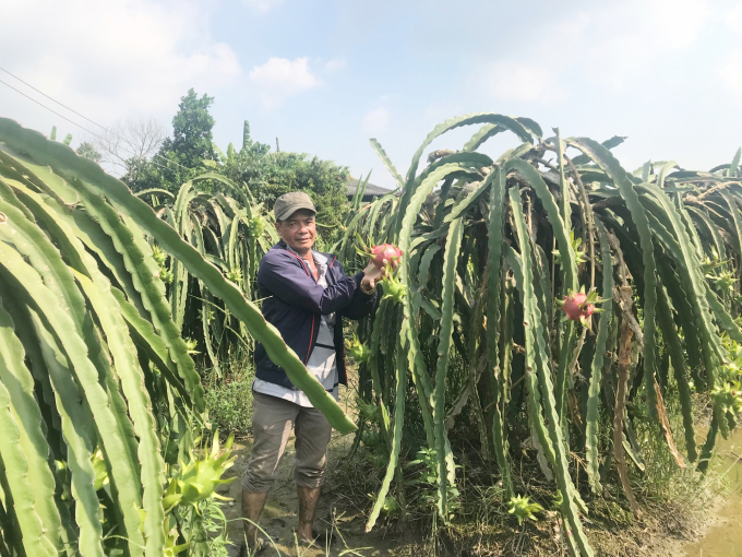 Cục Trồng trọt đề nghị các địa phương rà soát quy mô diện tích để đảm bảo phát triển thanh long theo đúng định hướng của Bộ NN-PTNT. Ảnh: NNVN.