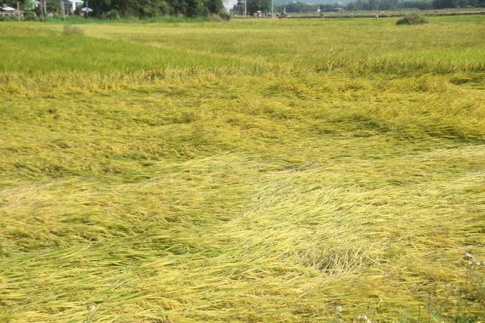 Nhiều diện tích lúa đông xuân 2021 - 2022 ở Bình Định bị rầy gây hại, ngã rạp trước khi kịp thu hoạch. Ảnh: V.Đ.T.
