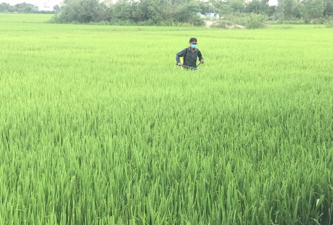 Tính đến nay, rầy đã gây hại hơn 3.000 ha lúa đông xuân tại Bình Định. Ảnh: V.Đ.T.