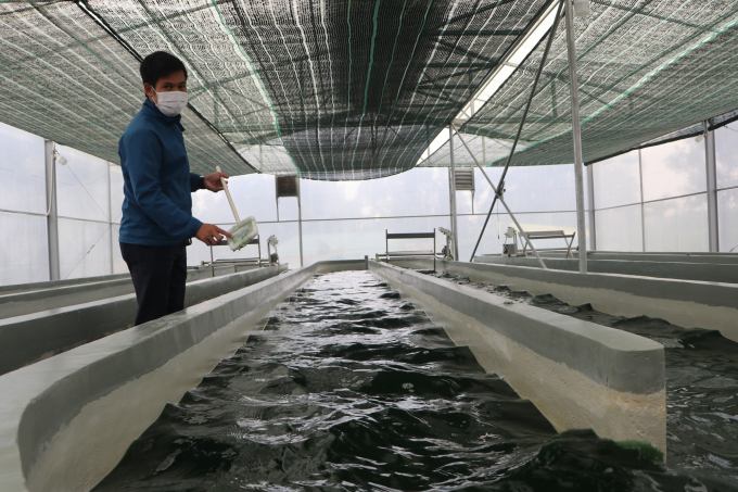 Mô hình nuôi tảo xoắn của HTX Nông nghiệp Công nghệ cao Vạn Tường được thực hiện theo quy trình khép kín trên diện tích 5ha. Ảnh: K.Đ.