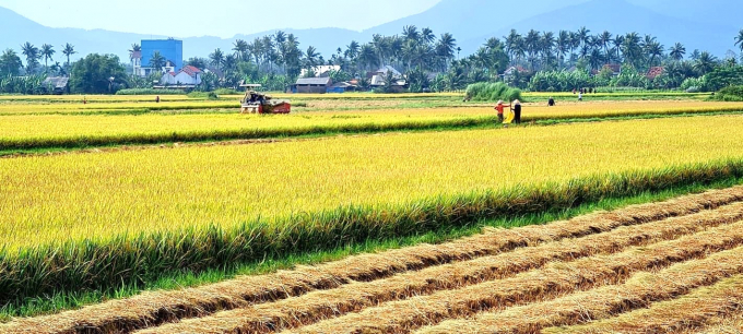 Hiện nay, diện tích lúa đông xuân trà muộn đang giai đoạn trỗ, ngậm sữa với diện tích khoảng 3.605 ha. Ảnh: T. Trân.