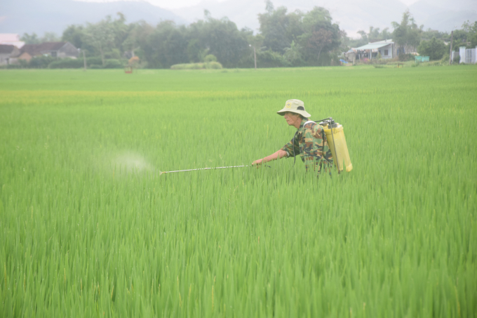 Hiện Chi cục Trồng trọt và BVTV Bình Định đang phối hợp với các địa phương chuẩn bị phòng chống lứa rầy tháng 4 trên lúa trà muộn. Ảnh: V.Đ.T.