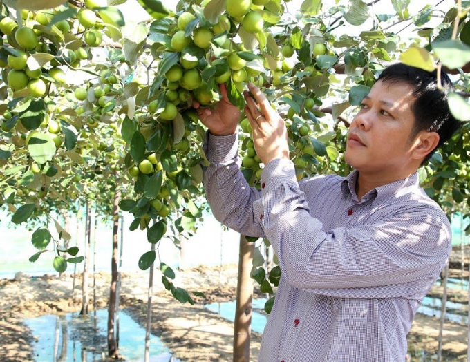 Một số vùng ở huyện Bắc Bình, Tuy Phong (Bình Thuận) nông dân trồng táo khá hiệu quả. Ảnh: NH.