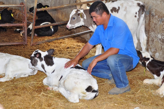 Huyện Cát Tiên sẽ triển khai các trang trại mẫu về chăn nuôi bò sữa tại 3 xã trọng điểm của huyện và nhân rộng trong tương lai. Ảnh: Minh Hậu.