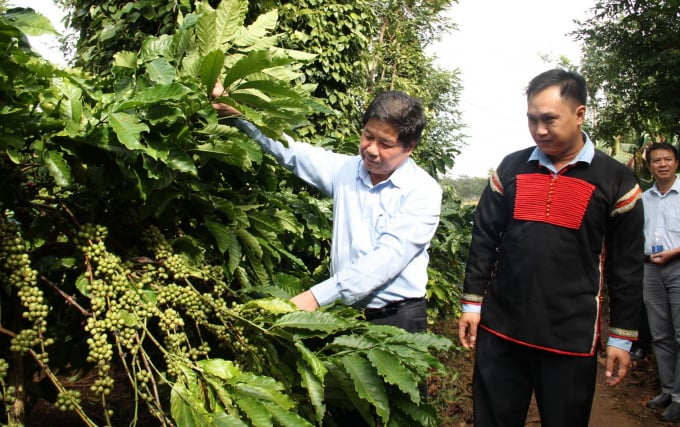 Thứ trưởng Lê Quốc Doanh thăm vườn cà phê của thành viên HTX Dịch vụ nông nghiệp công bằng Ea Kmat - Hòa Đông, huyện Krông Pắc, Đắk Lắk.