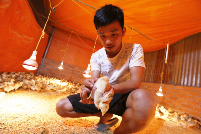 Currently, Lam Dong province jas about 9.7 thousand poultry. Photo: Minh Hau.