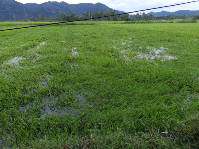 Hàng chục nghìn ha lúa đông xuân ở các tỉnh Nam Trung bộ có nguy cơ thiệt hại nặng do mưa kèm gió lớn. Ảnh: KS.