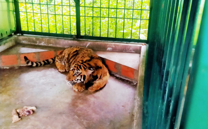 Một trong 7 con hổ tại khu chuồng mới tại Trung tâm cứu hộ, bảo tồn và phát triển sinh vật . Ảnh: T.P