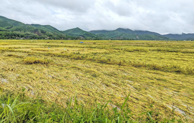 Nhiều cánh đồng lúa đông xuân ở Bình Định bị ngã rạp sau đợt mưa. Ảnh: V.Đ.T.