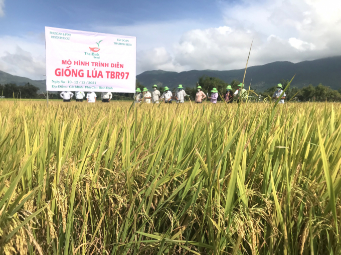 Tham quan mô hình trình diễn sản xuất giống lúa TBR97 tại xã Cát Minh (huyện Phù Cát, Bình Định). Ảnh: V.Đ.T.