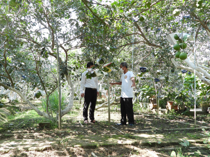 Vườn Bưởi của gia đình ông Minh tại xã Bạch Đằng. Ảnh: Trần Trung.