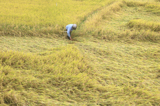 Lúa sắp thu hoạch ở Diên Thạnh (huyện Diên Khánh, Khánh Hòa) dọc quốc lộ 27C bị ngã đổ sau đợt mưa. Ảnh: K.S.