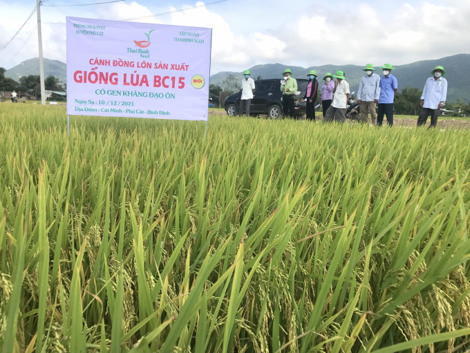 Cánh đồng lớn sản xuất giống lúa BC15 mới có gen kháng đạo ôn tại xã Cát Minh (huyện Phù Cát, Bình Định). Ảnh: V.Đ.T.