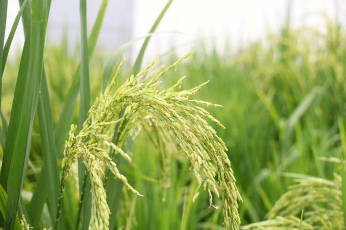 Rice varieties are currently being bred from conservation seed sources, serving the development of high-quality rice varieties. Photo: Kim Anh.