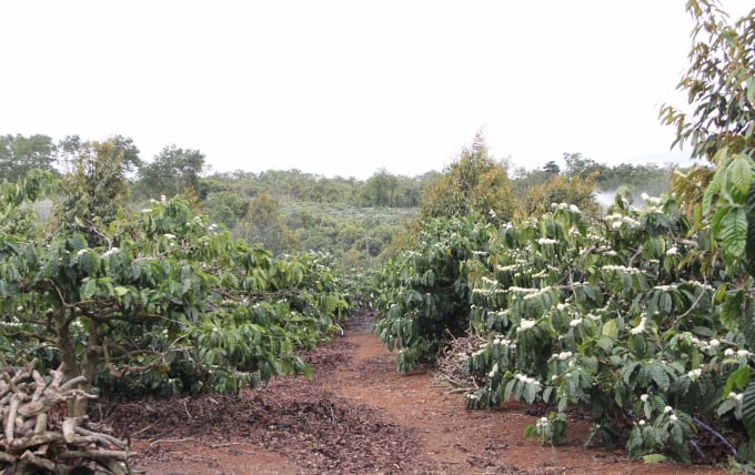 Mô hình cà phê cảnh quan trồng xen nhiều loại cây giúp tăng lợi nhuận. Ảnh: Quang Yên.