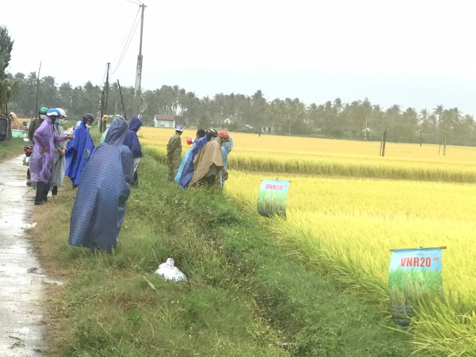 Mặc dù trời mưa nhưng hàng chục nông dân vẫn đội mưa đi tham quan cánh đồng lúa VNR20 tại thôn Đức Phổ 2, xã Cát Minh (huyện Phù Cát, Bình Định). Ảnh: V.Đ.T.