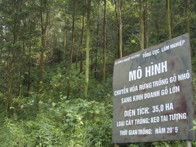 Mô hình chuyển hóa rừng trồng gỗ nhỏ sang kinh doanh gỗ lớn tại xã Đông Hưng, huyện Lục Nam, Bắc Giang. Ảnh: Dương Đại Tiến.