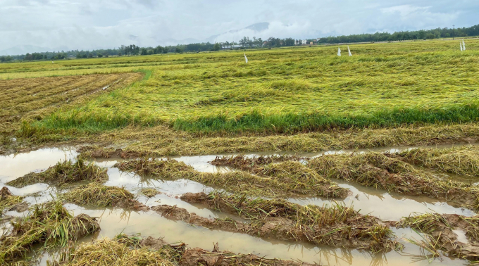 Hơn 4.000 ha lúa ở huyện Tuy Phước (Bình Định) hiện còn ngập ngụa trong nước. Ảnh: V.Đ.T.