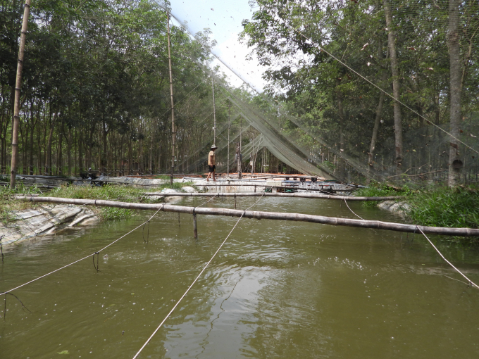 Mr. Giau's closed recirculating pond model for tire track eel raising in the border district of Tan Bien. Photo: Tran Trung.