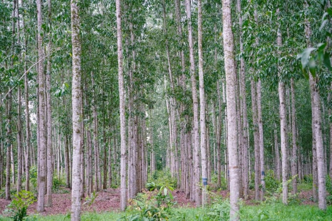 Mô hình trồng hồ tiêu ôm cây tràm ở Hậu Giang