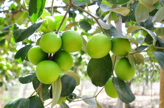 Green apples grow well in arid conditions in Cam Ranh City. Photo: TL. Khanh Hoa