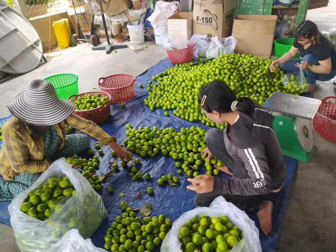 Participating in the agricultural extension project, Trinh Van Quan's apple farm gains higher economic efficiency than conventional planting. Photo: V.L.