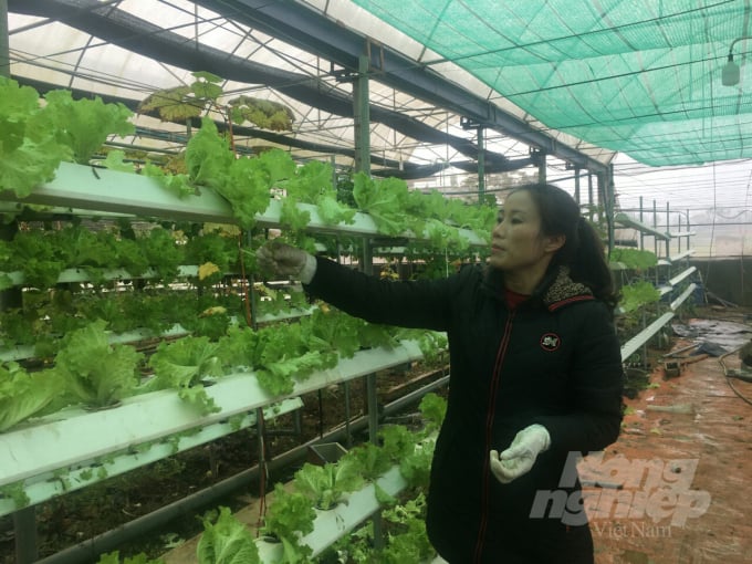 Vườn rau thủy canh trồng trên giá thể của chị Vũ Thị Hội được khách hàng bao tiêu đặt mua toàn bộ sản phẩm. Ảnh: Đồng Văn Thưởng. 