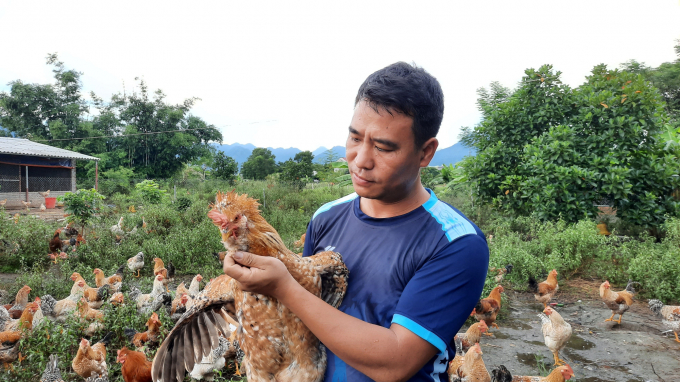 Các mô hình nuôi gà bản tại huyện Đầm Hà,  Quảng Ninh đều áp dụng phương pháp, kỹ thuật để giữ môi trường an toàn trong chăn nuôi. Ảnh: Nguyễn Thành.