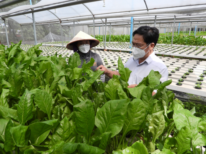 Mr. Nguyen Van Thang, Deputy Director of Dong Nai Department of Agriculture and Rural Development highly regards Farm Thermal's hydroponic vegetable model. Photo: Tran Trung.