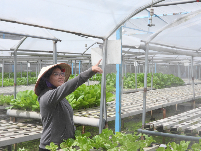 The irrigation system has been improved to the mist-spraying form to save water and help vegetables quickly absorb nutrients. Photo: Tran Trung.
