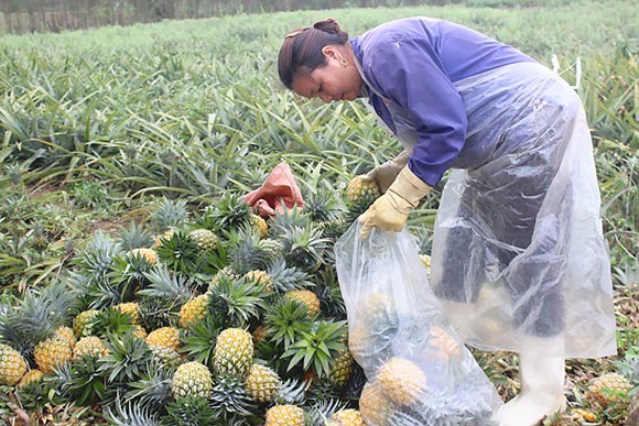 Bà con nông dân xã Quỳnh Thắng, huyện Quỳnh Lưu thu hoạch dứa. Ảnh: Trí Tuệ.