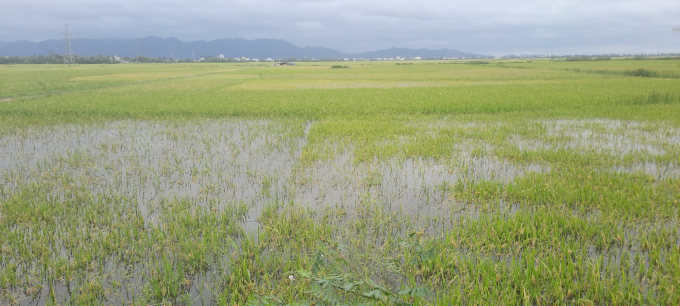 Mưa lớn vừa qua đã làm nhiều diện tích lúa đông xuân ở Phú Yên chuẩn bị thu hoạch bị ngập úng. Ảnh: KS.
