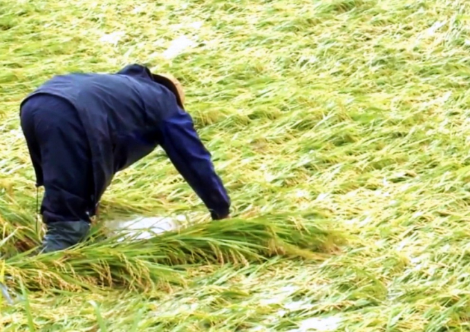 Nông dân Phú Yên khẩn trương dựng lại lúa sau mưa. Ảnh: NL.