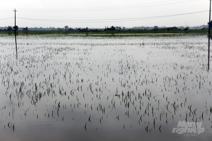 Trên 34 nghìn ha lúa, rau màu tại Thừa Thiên - Huế và Quảng Trị mất trắng do mưa lũ trái vụ. Ảnh: VD.