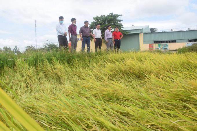 Đoàn công tác của Cục Trồng trọt thăm cánh đồng sản xuất lúa giống BC15 của ThaiBinhSeed tại xã Phước Hưng (huyện Tuy Phước, Bình Định). Ảnh: V.Đ.T.