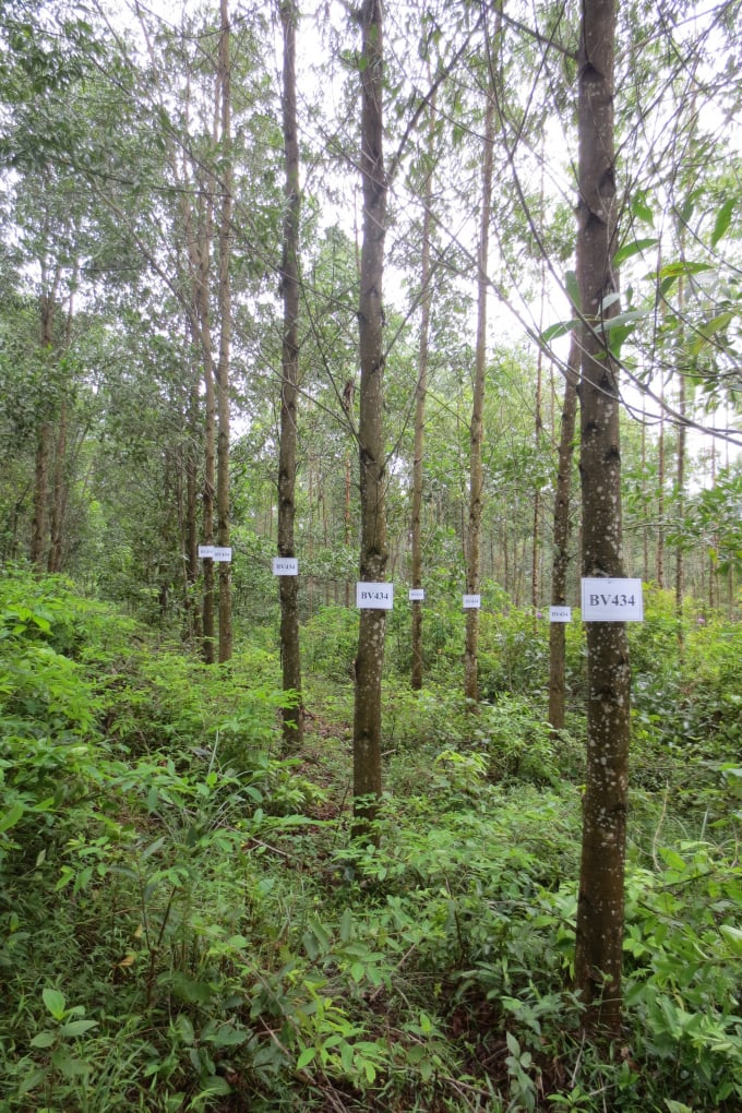 In recent years, the Vietnam Academy of Forestry Science has been promoting the development of several varieties of Melaleuca.