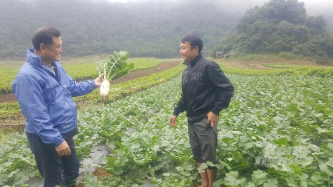 Nhà nông xứ Mường ở xã Quyết Chiến ngỡ ngàng trước giống cải củ Hàn Quốc trồng được ở địa phương. Ảnh: H.Tiến.