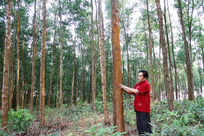 Chưa có nhiều những diện tích rừng keo được trồng thâm canh theo quy trình gỗ lớn. Ảnh: NNVN.