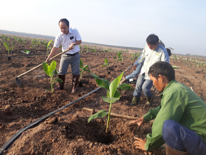 Một trong những dự án nghiên cứu thành công của Unifarm là tuyển chọn được giống chuối có khả năng chống chịu bệnh Panama với tỉ lệ sống sót trên 90% sau 3 vụ, trồng tại vùng đất có tiền sử nhiễm bệnh. Ảnh: Phúc Lập.