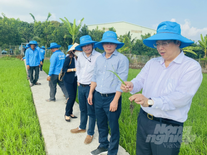 Mr. Hoang Trung (right cover), Director of the Plant Protection Department talked about the benefits of applying biological pesticides to rice. Photo:  Le Hoang Vu.